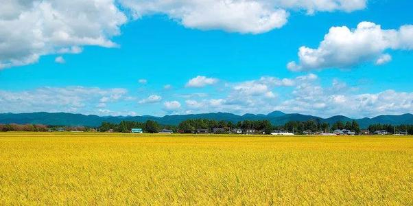 优先发展农村农业全面推进乡村振兴