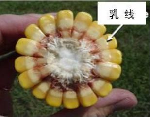 青贮玉米2.png