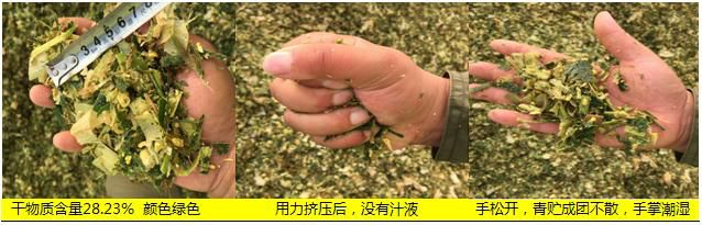 青贮玉米3.png